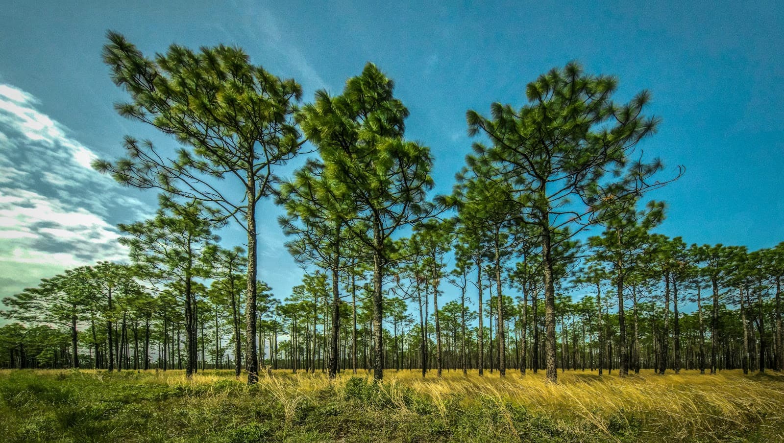 Holly Shelter Game Land - Image 1