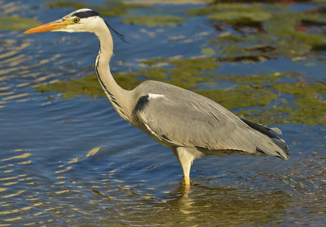 Children's Play Areas