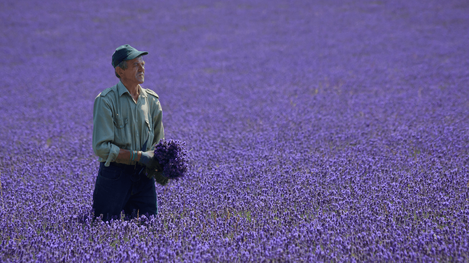 Mayfield Lavender Farm - Image 1