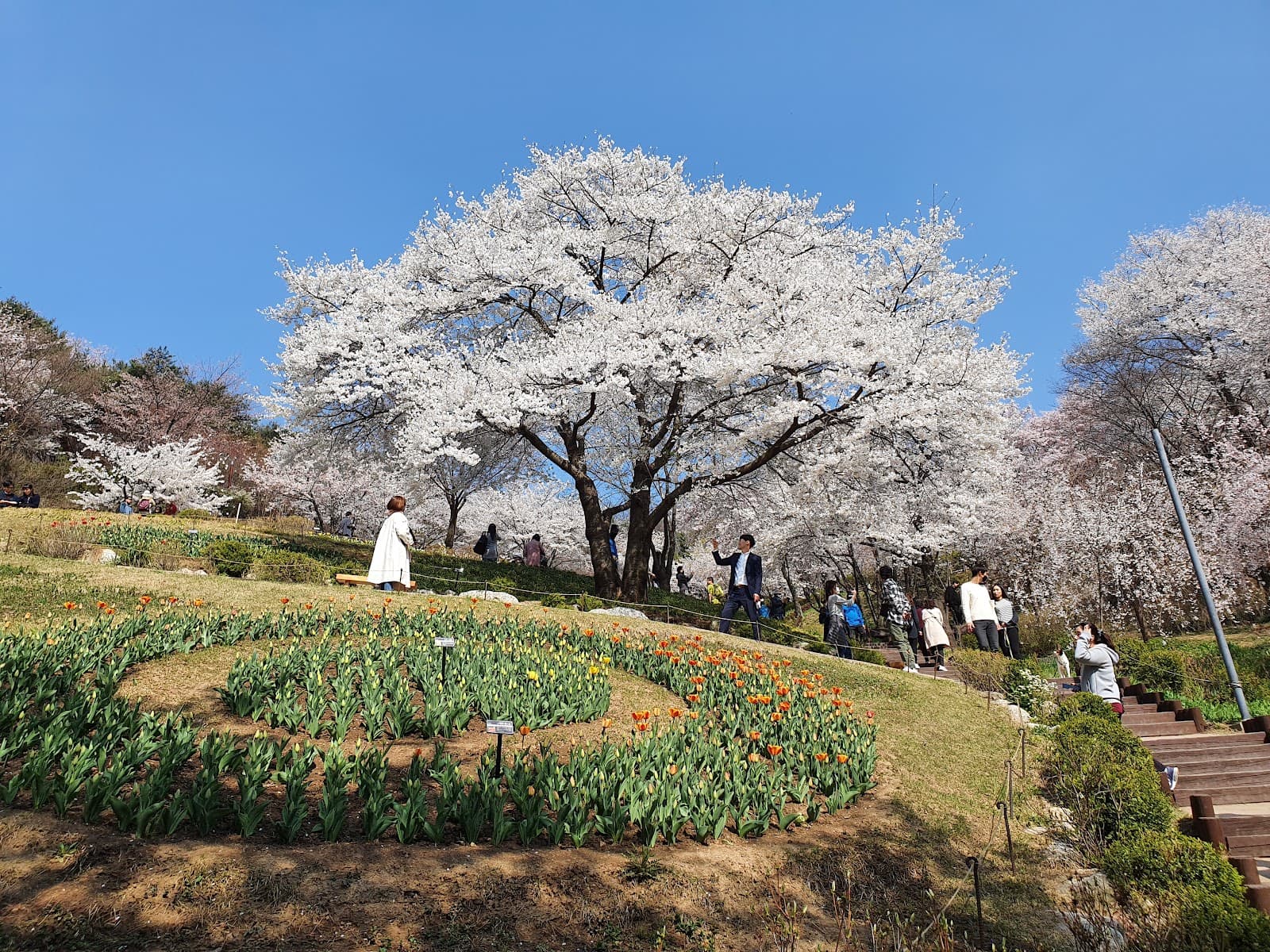 Yeonhui Forest - Image 1