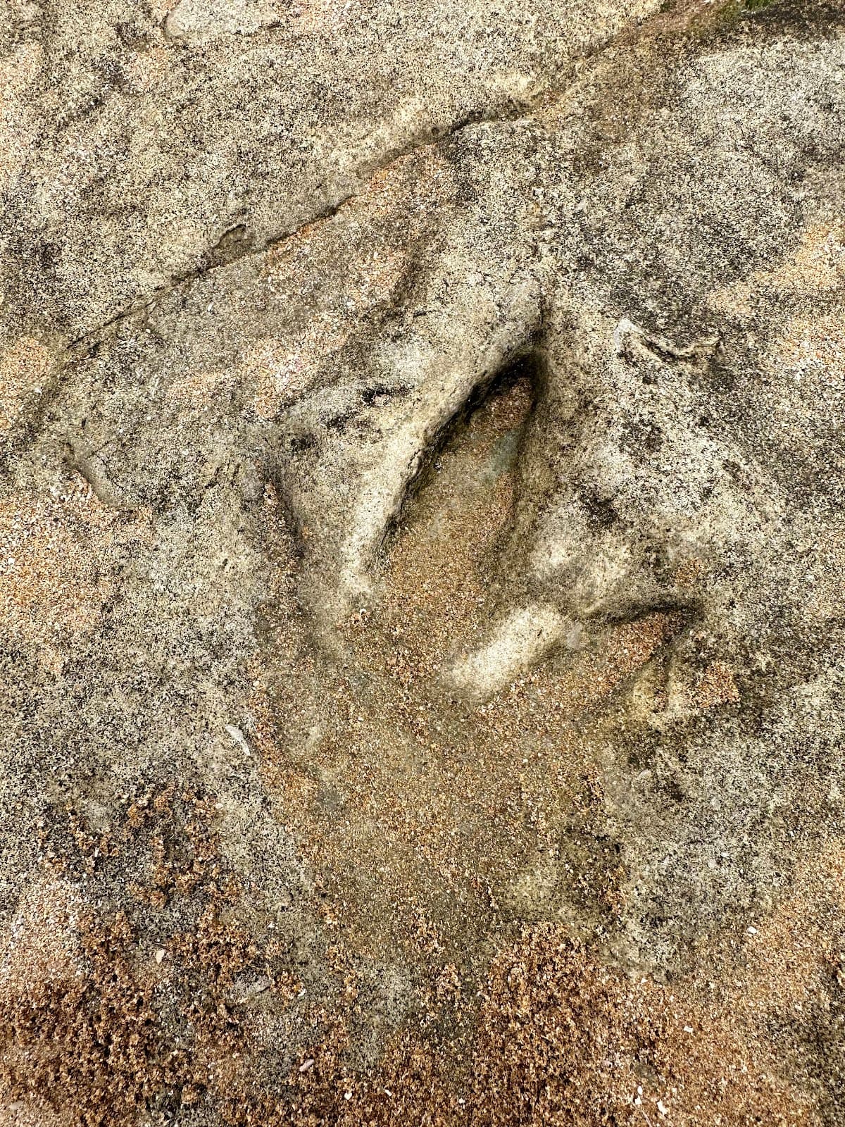 Anza Dinosaur Footprints - Image 1