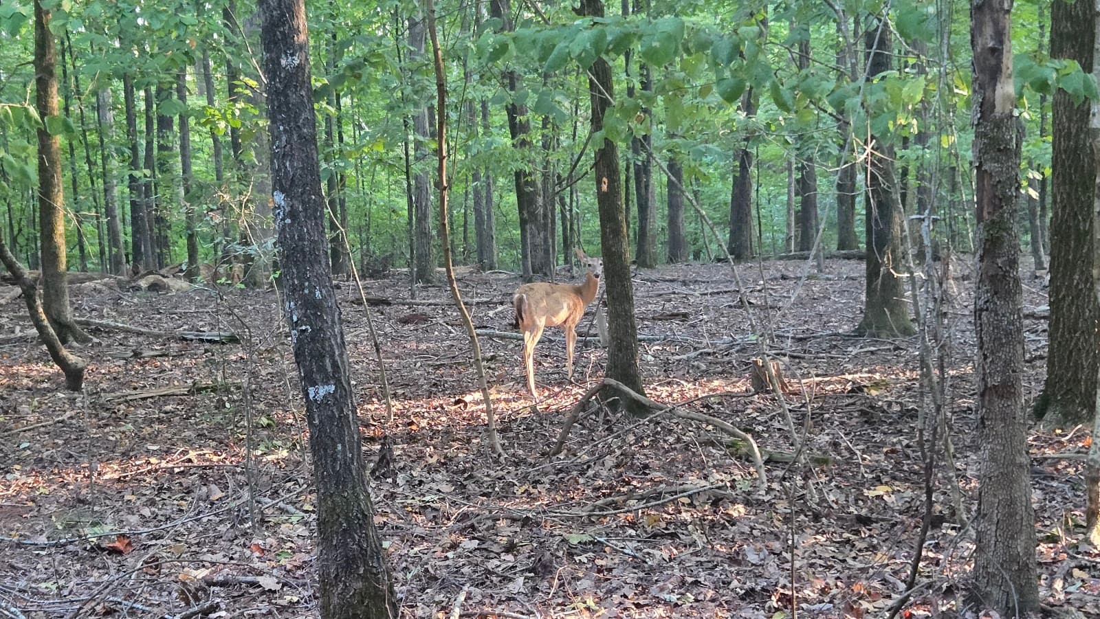 Little Mulberry Park - Image 1