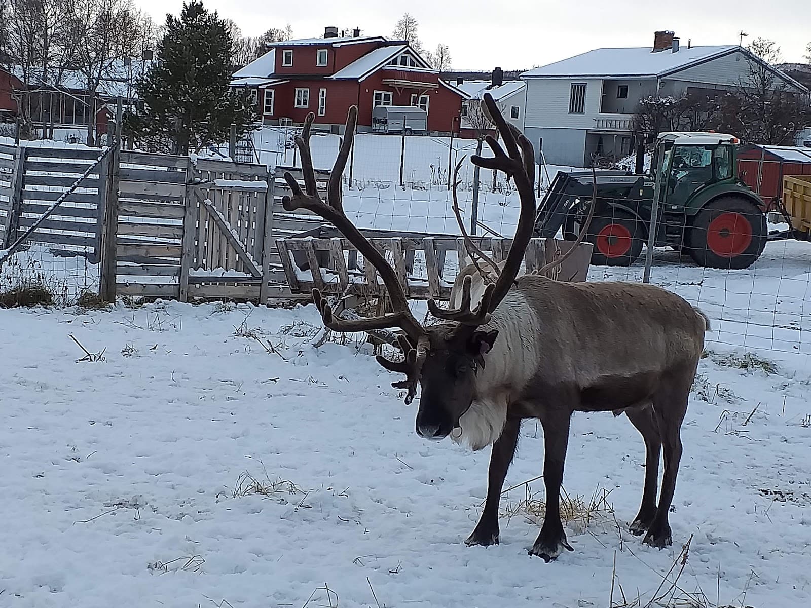 Rørosrein Sámi Experience - Image 1
