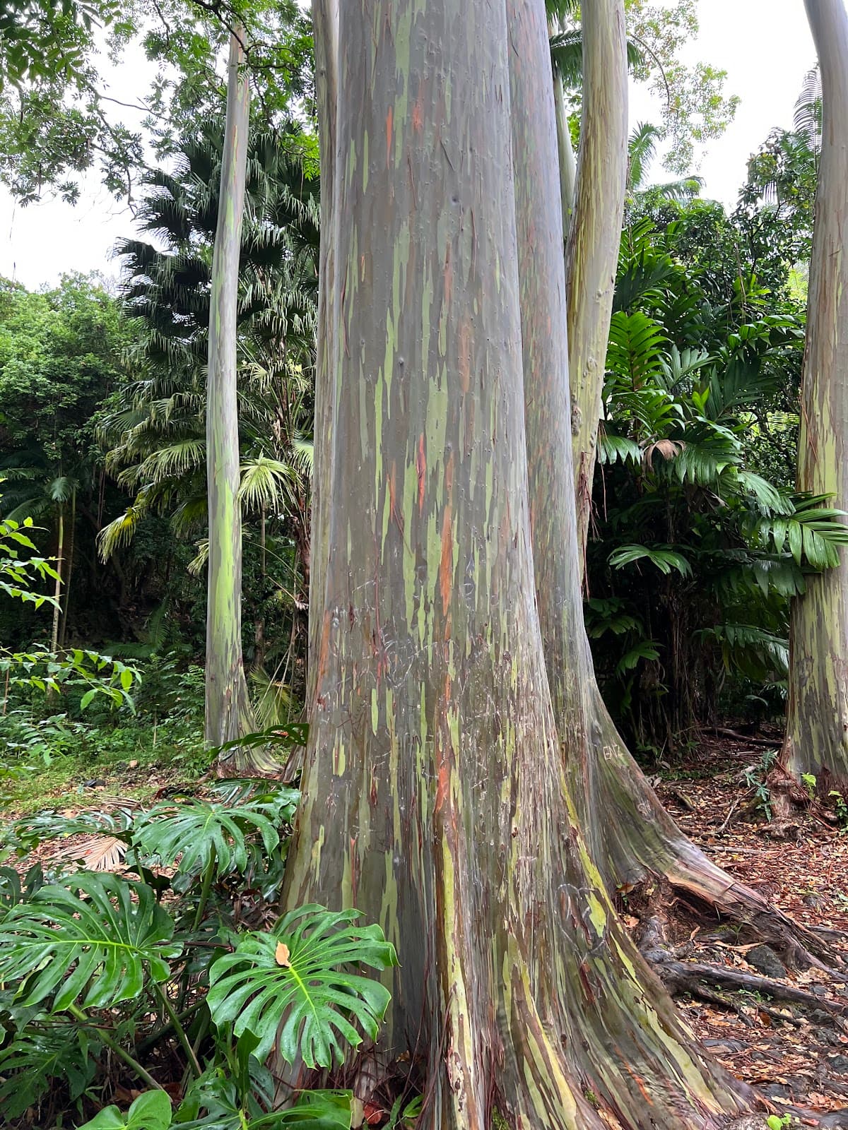 Ke‘anae Arboretum - Image 1