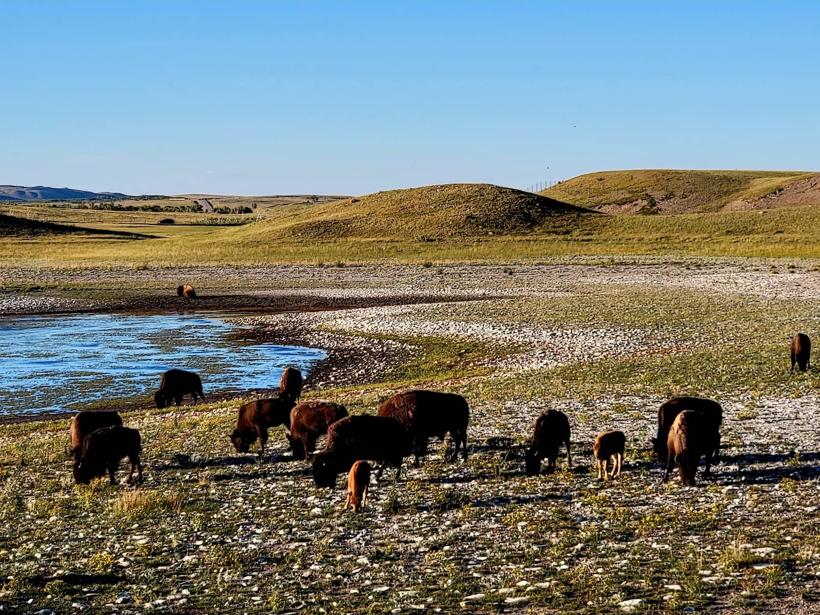 Wildlife Photography Opportunity