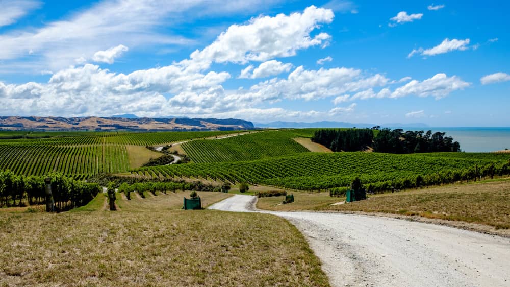 Sustainable Vineyard Drive