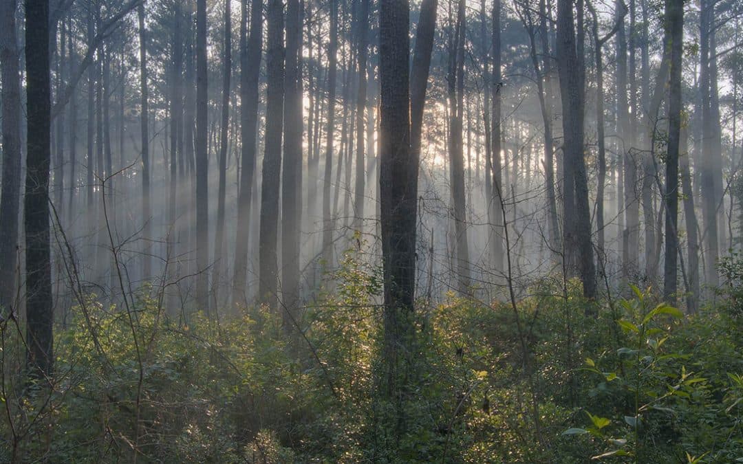 Sam Houston National Forest - Image 1