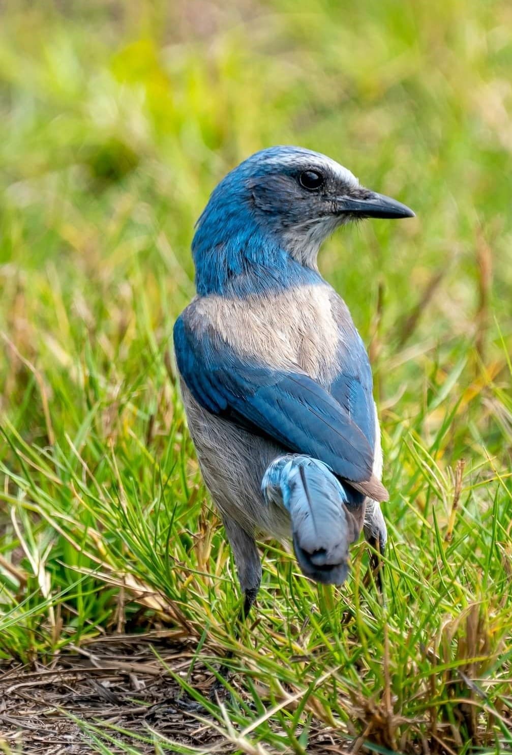 Florida Scrub-Jay Trail - Image 1
