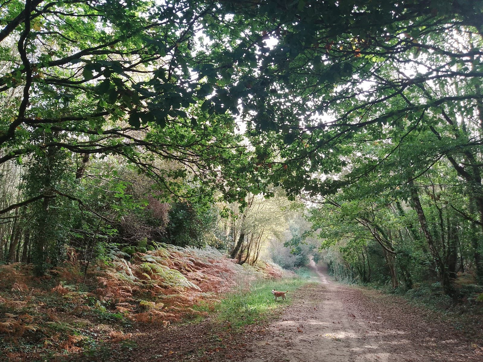 Battle Great Wood - Image 1