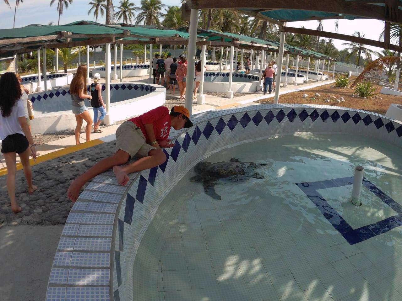 Turtle Conservation Education