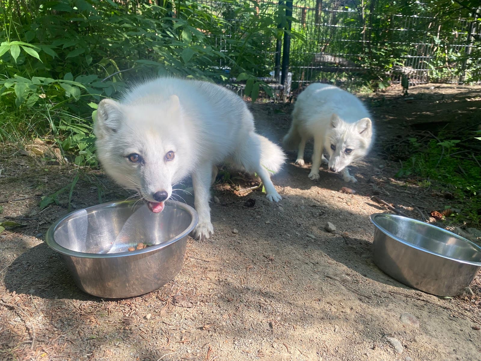 Alaska Zoo - Image 1