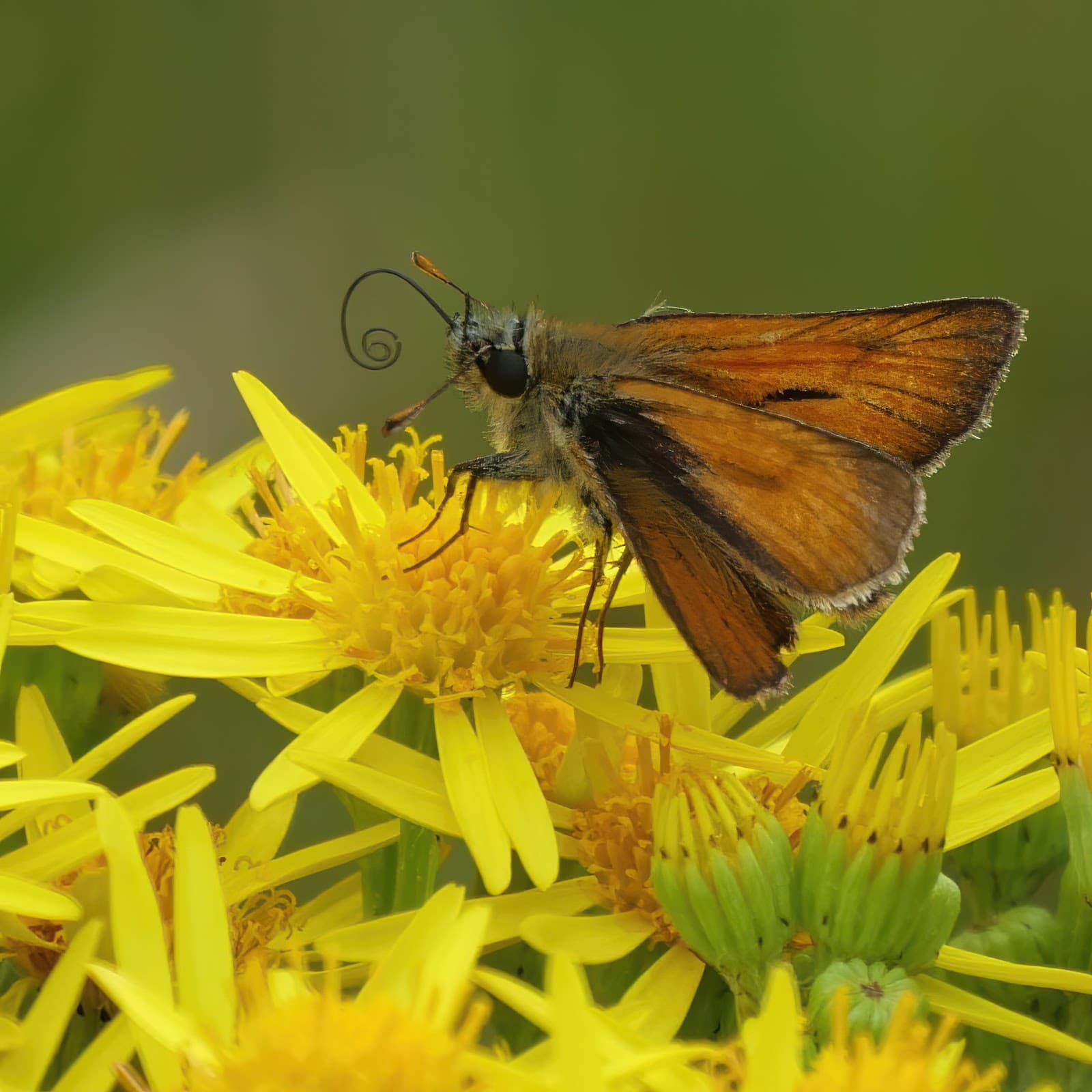 Priest Hill Nature Reserve - Image 1