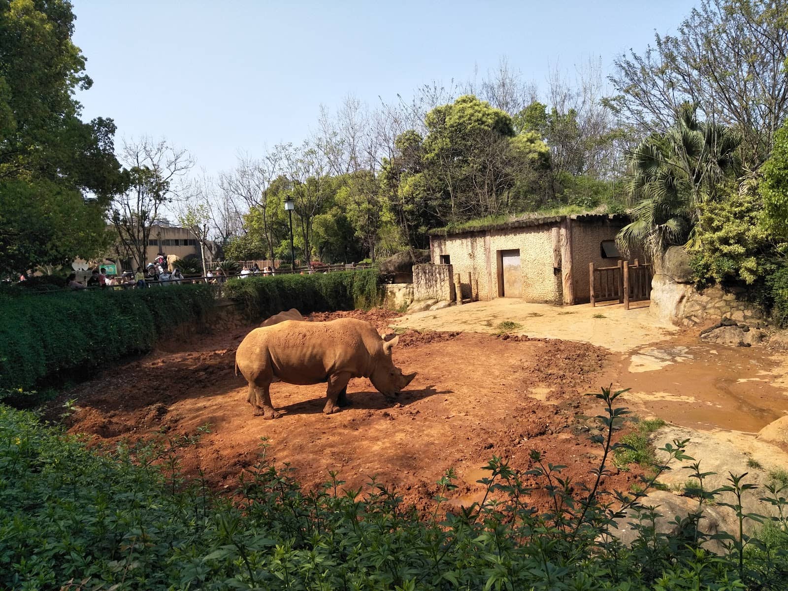 Golden Monkey Family