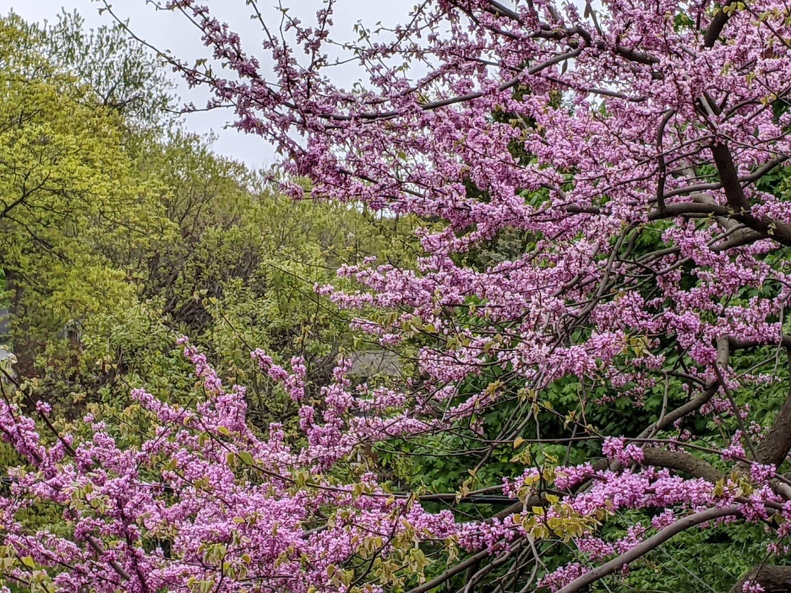 East End Toronto - Image 1