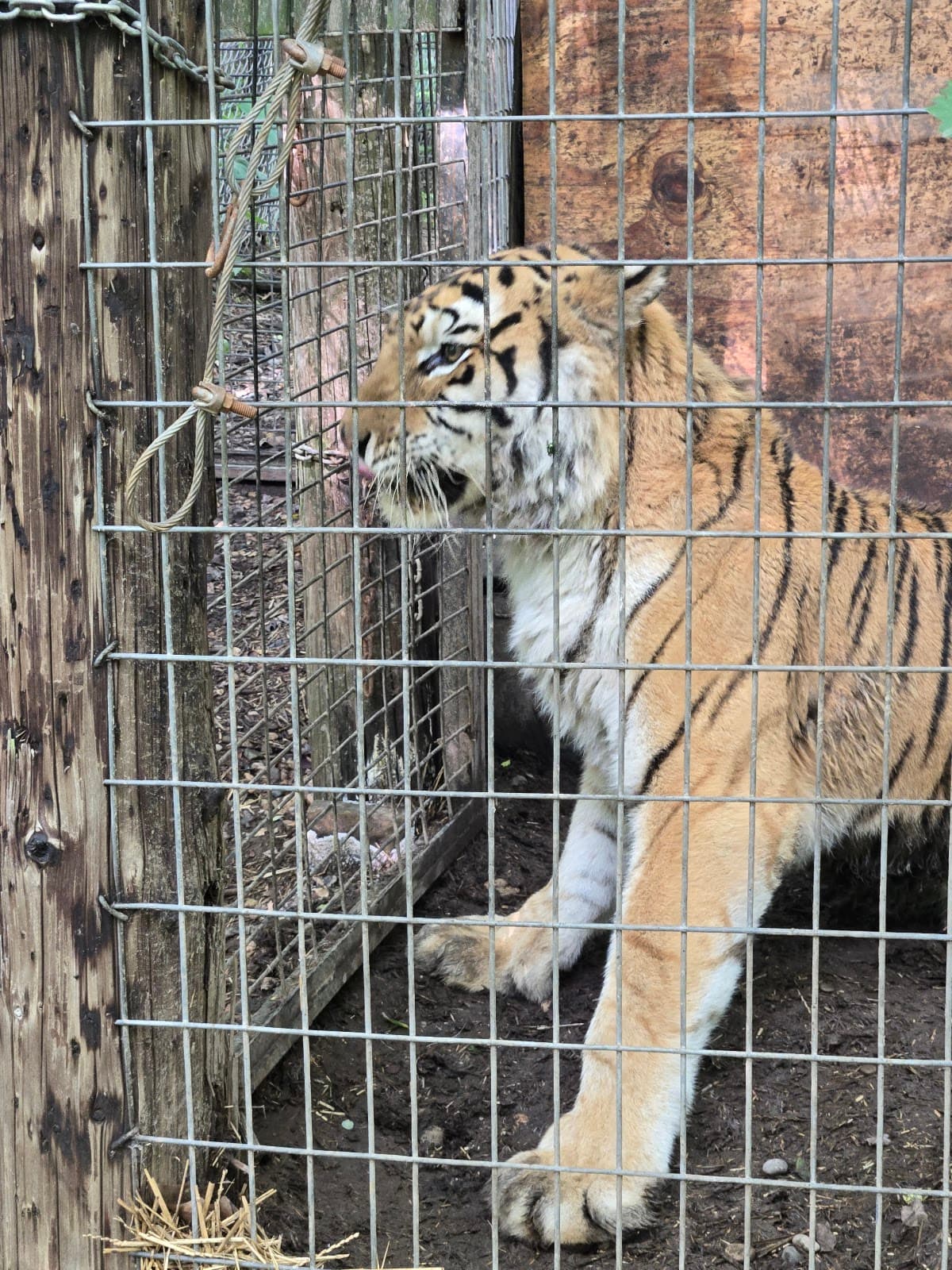 Exotic Feline Rescue Center - Image 1