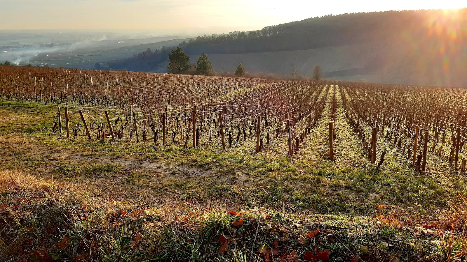 Montagne de Beaune Belvédère - Image 1