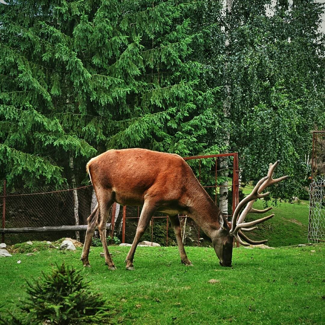 Yaremche Wildlife Enclosure - Image 1