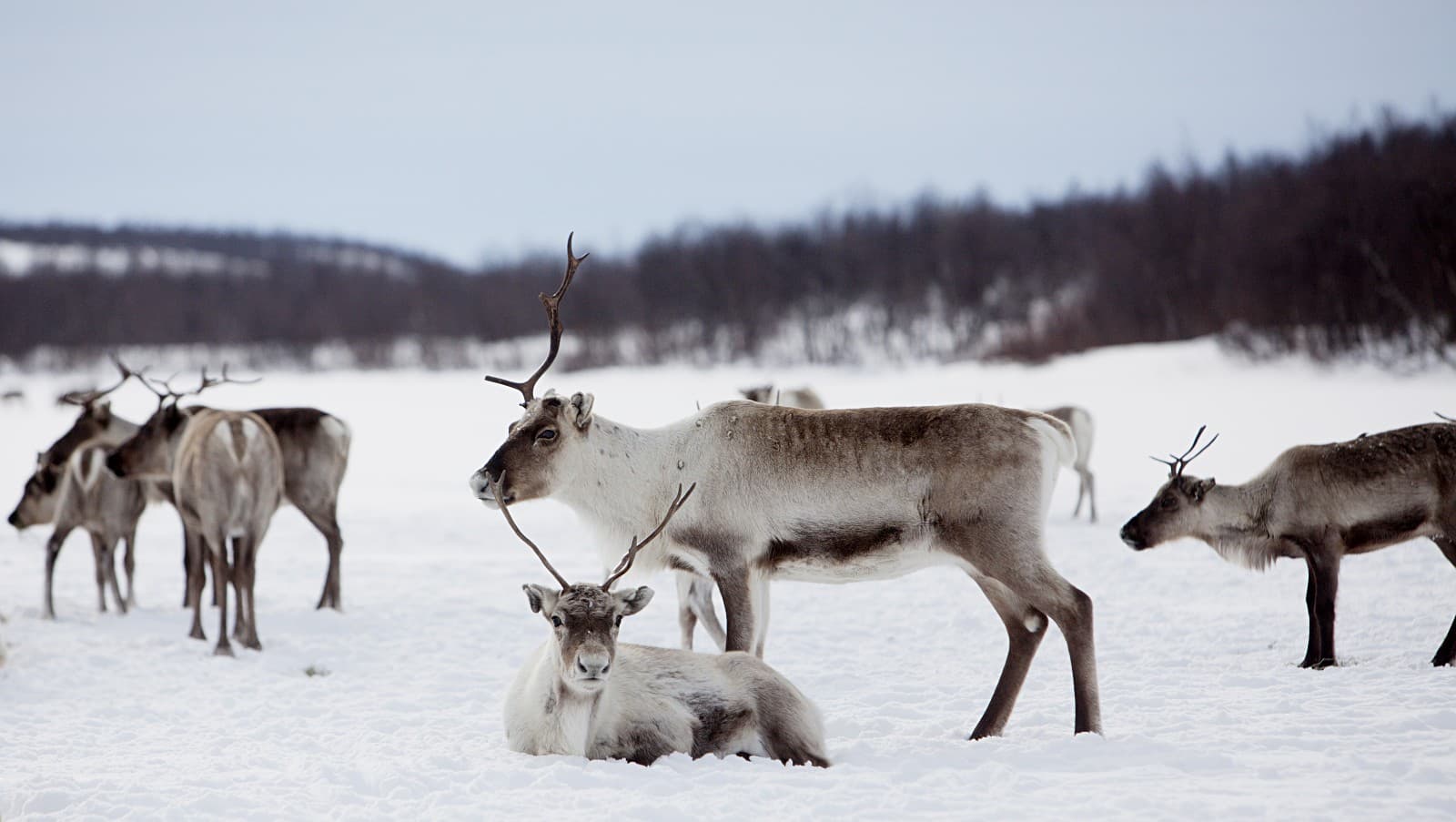 Finnmarksvidda Plateau - Image 1