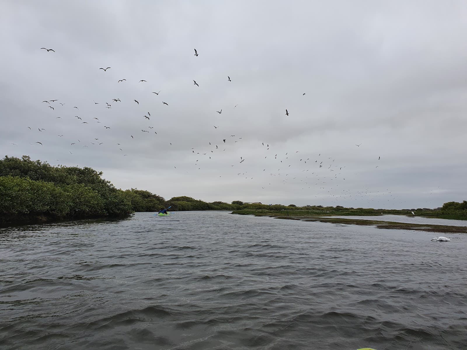 San Pedro de Vice Mangroves - Image 1