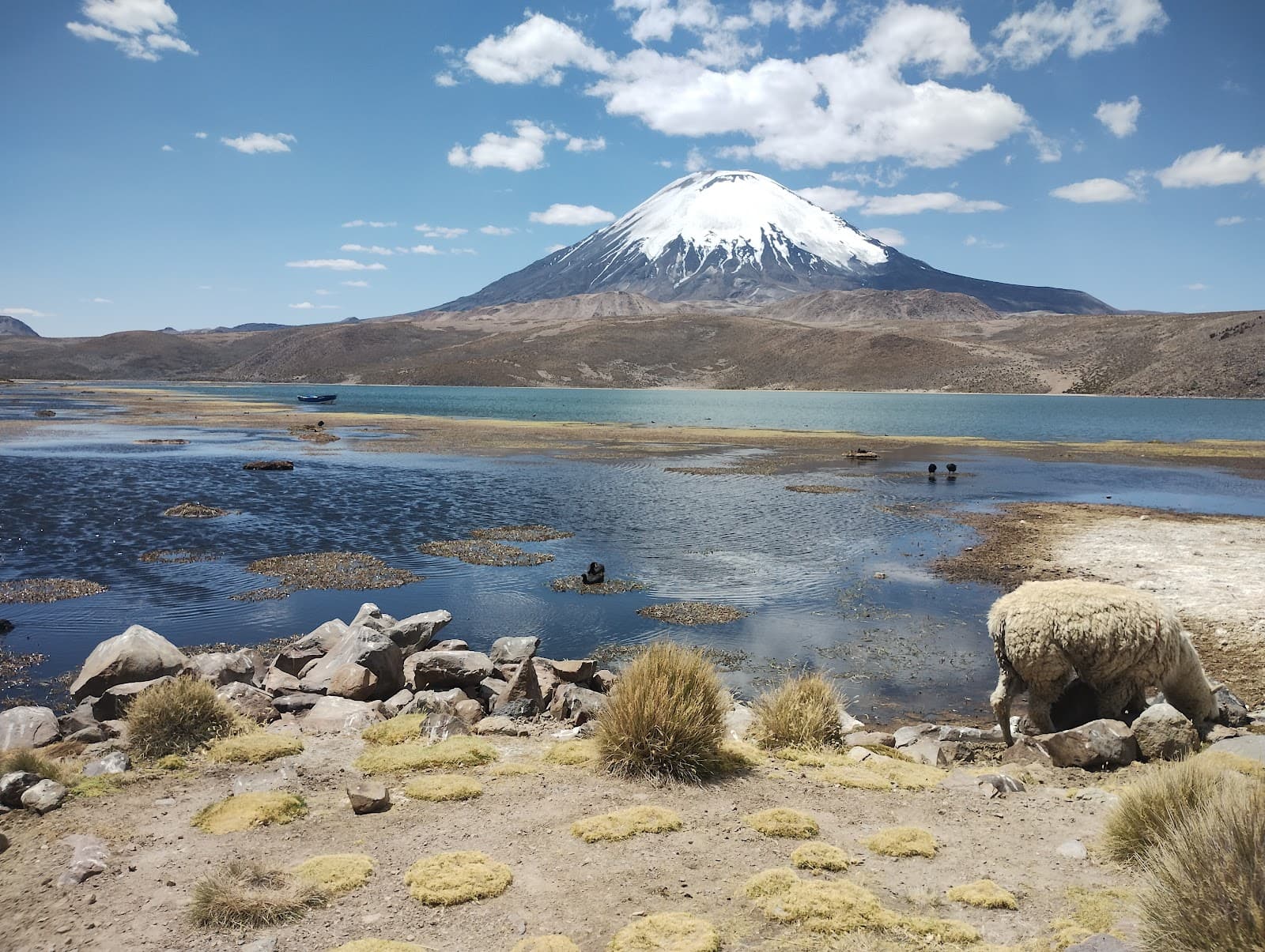 Lago Chungará - Image 1