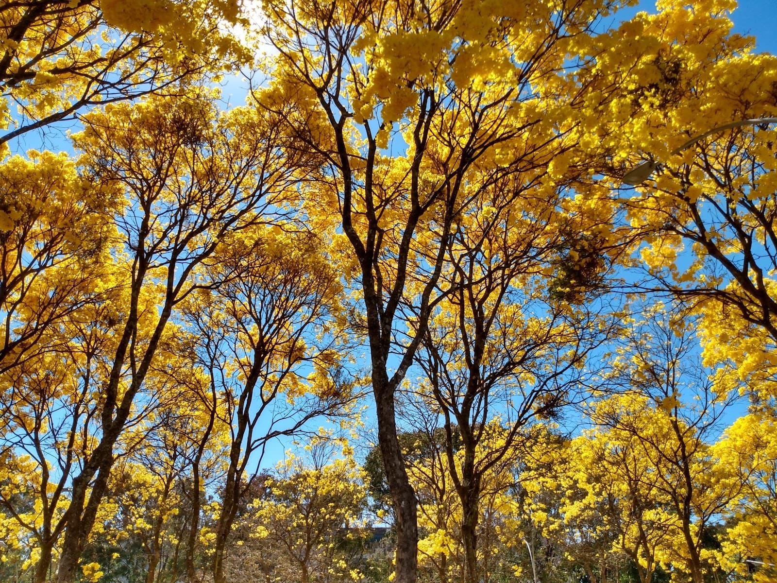 Asa Norte Brasília - Image 1