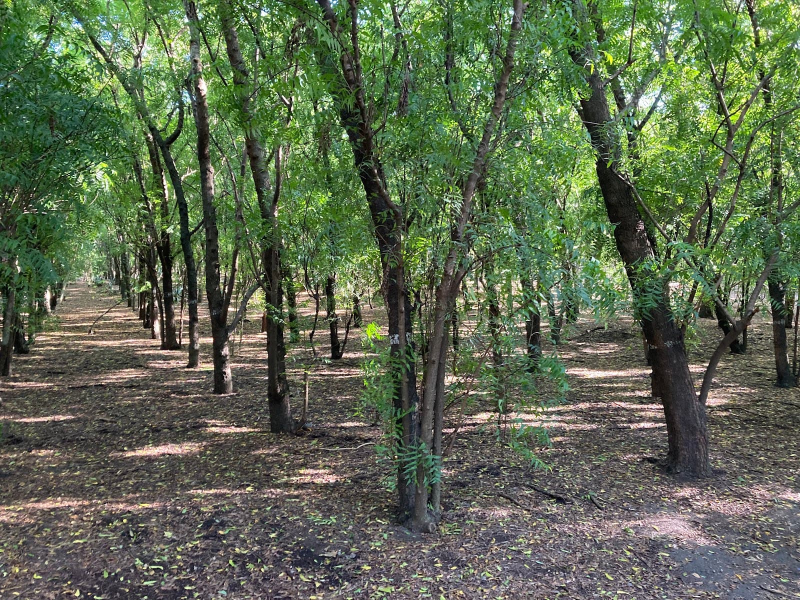 Forêt de l’Étang-Salé - Image 1