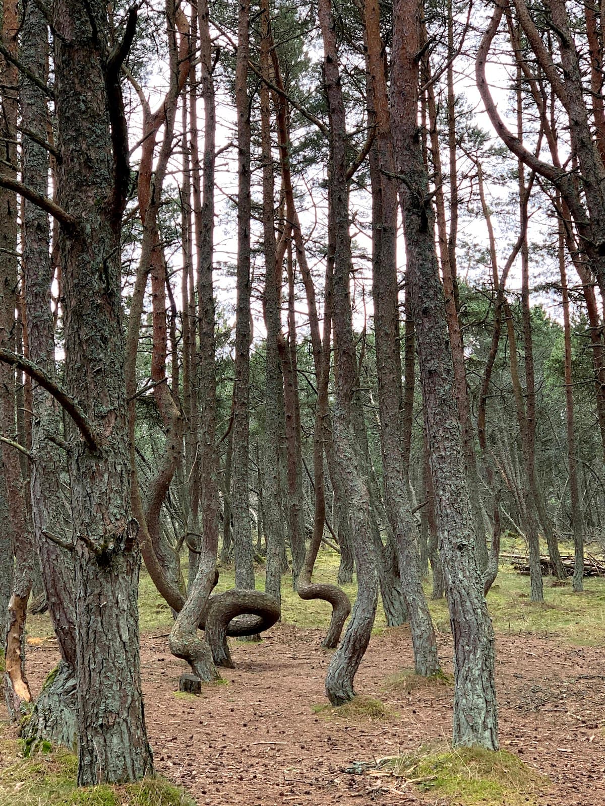 Dancing Forest - Image 1