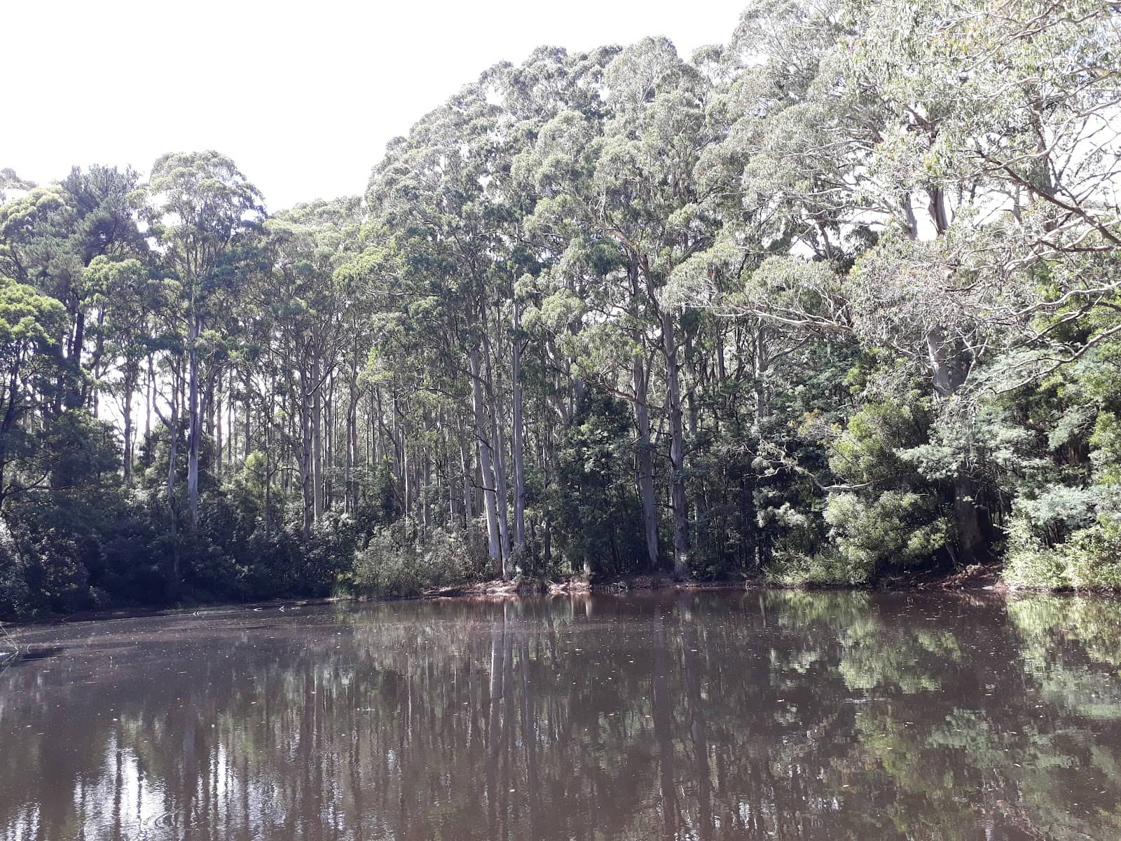 Forest Trails & Birdsong