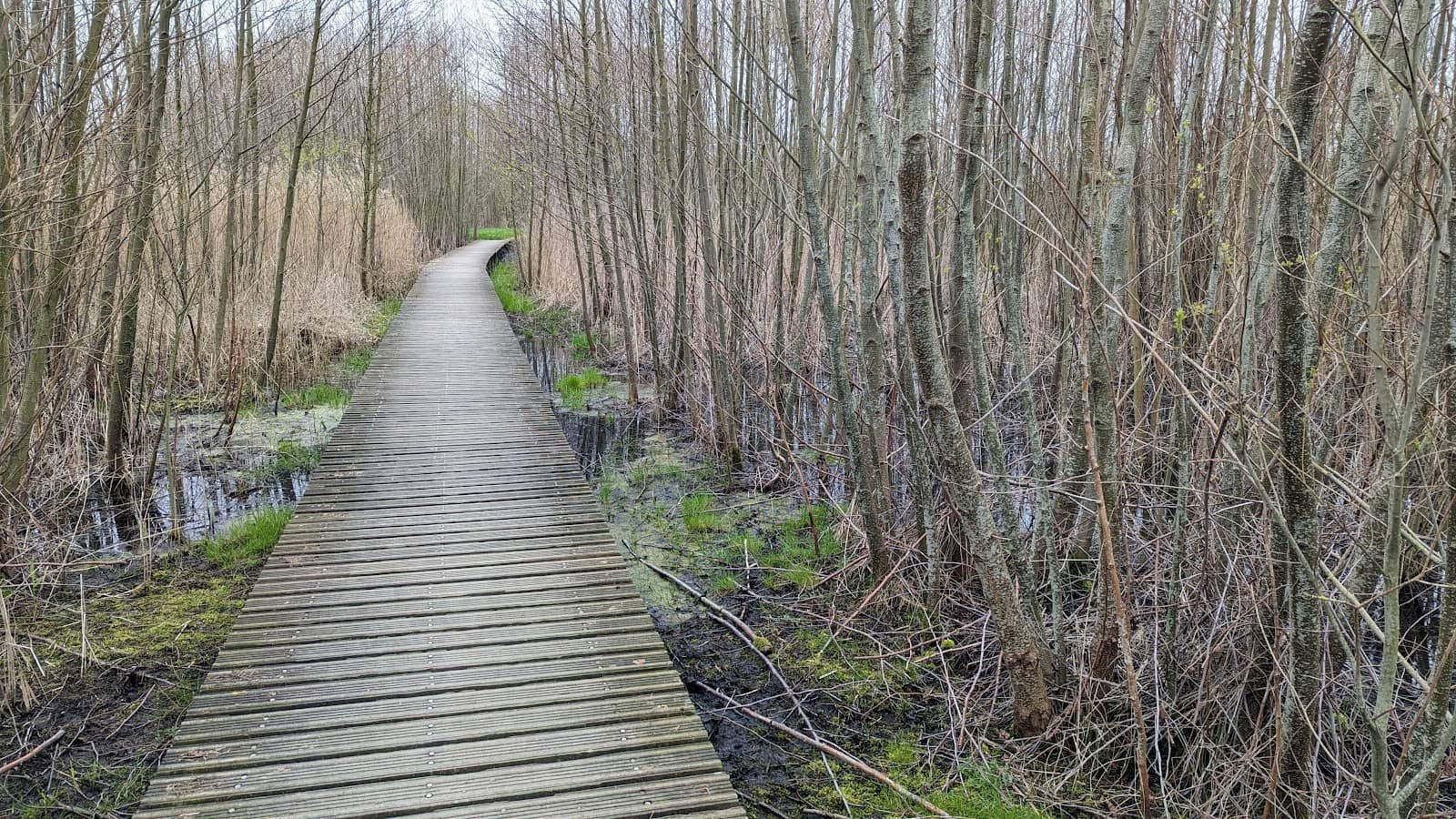 Seasonal Wildflowers