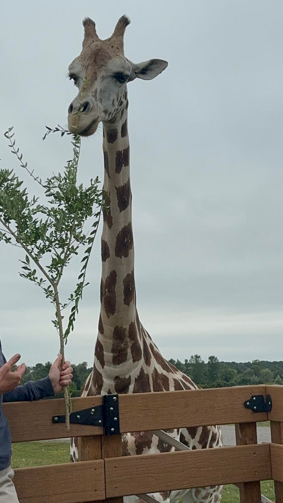 African Lion Safari - Image 1