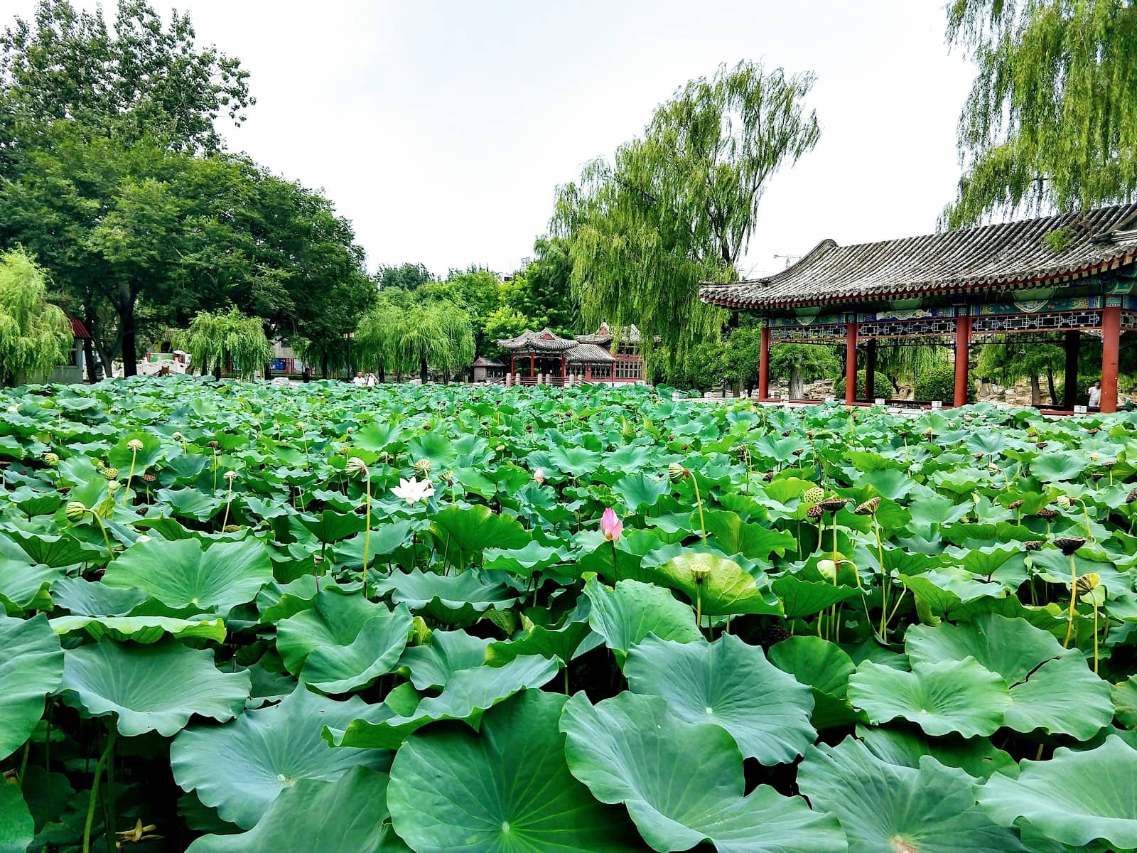 Outdoor Fitness & Amusements