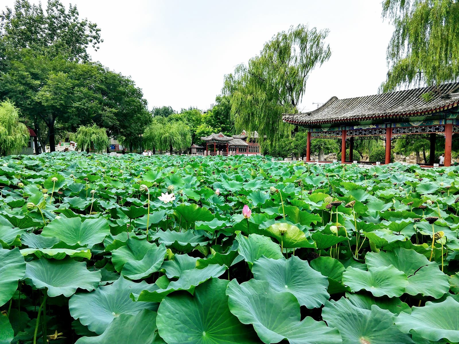 Ritan Park Beijing - Image 1