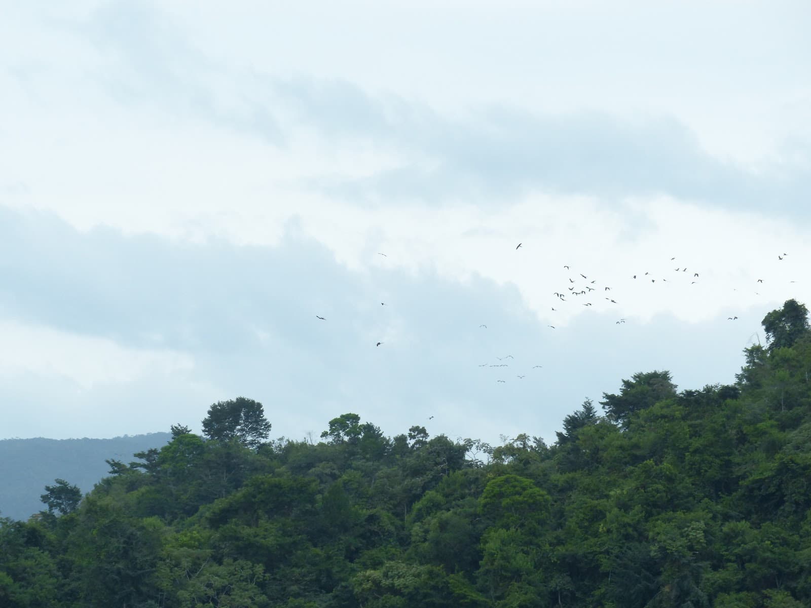 Red Bank (scarlet macaws) - Image 1