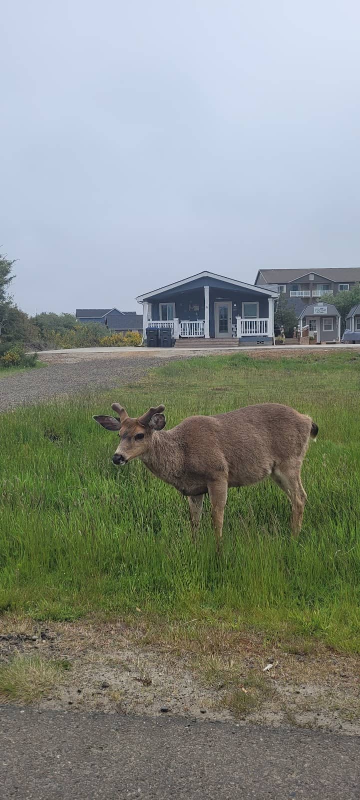 Ocean Shores Historical Society Museum