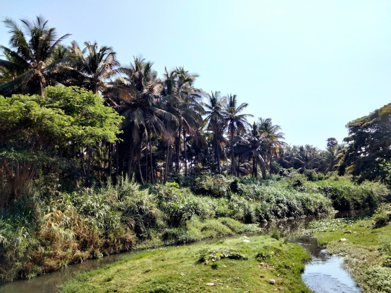 Vellalore Wetlands - Image 1