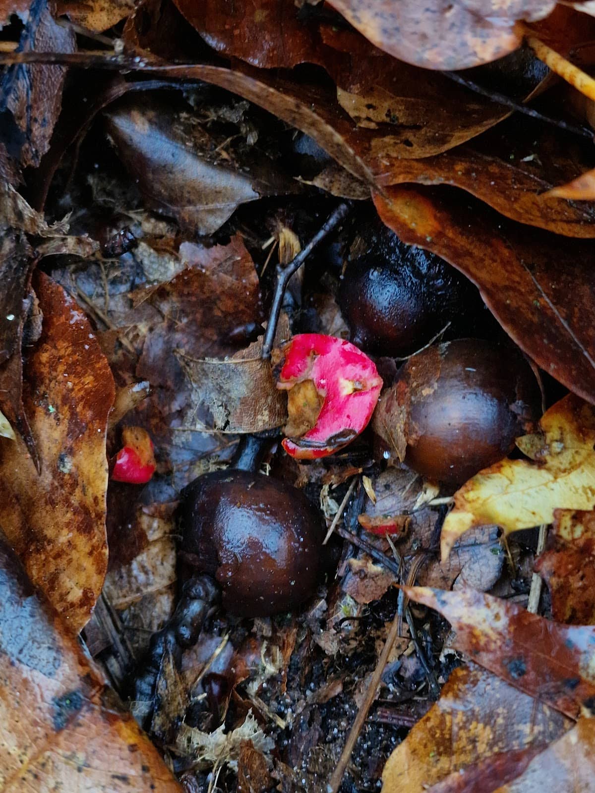 Grunewald Hunting Lodge