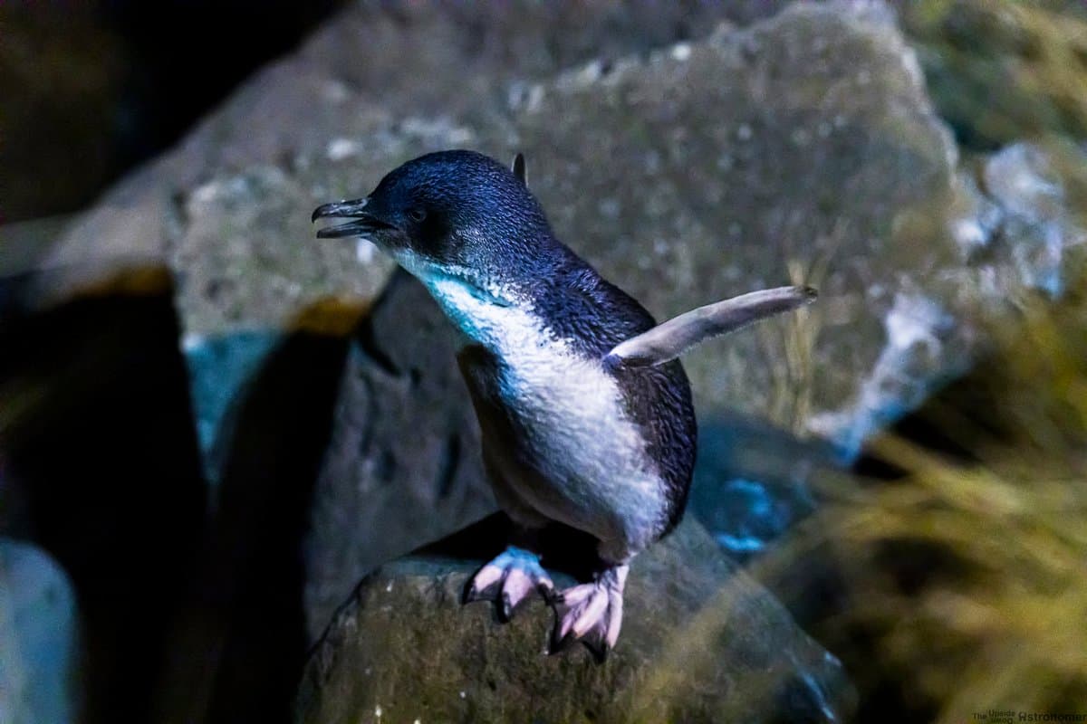 Caroline Bay Little Blue Penguins - Image 1