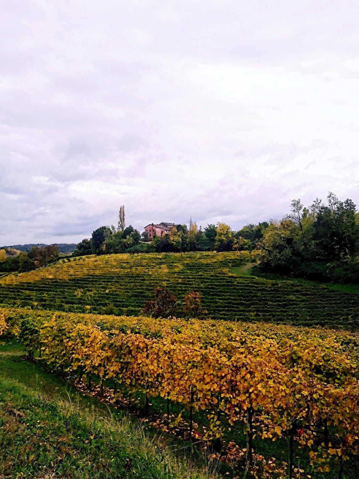 Collalbrigo - Image 1