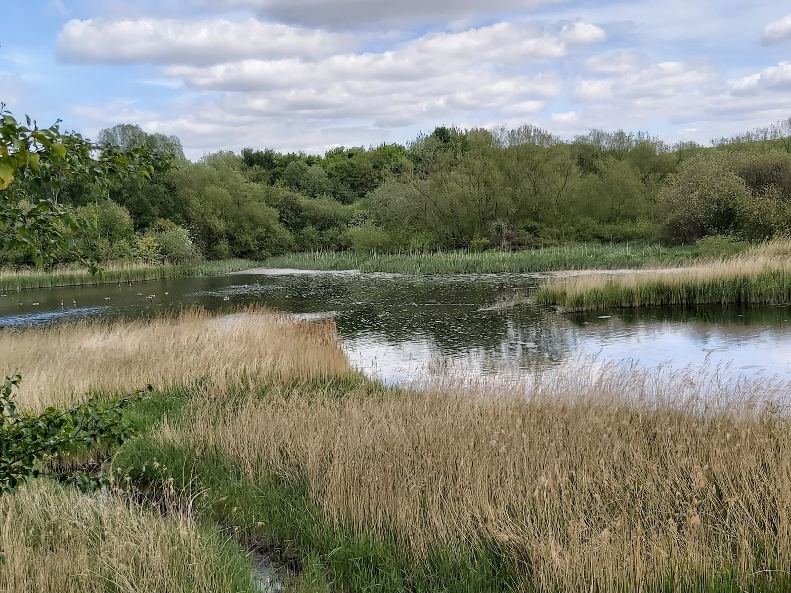 Carlton Marsh Nature Reserve - Image 1