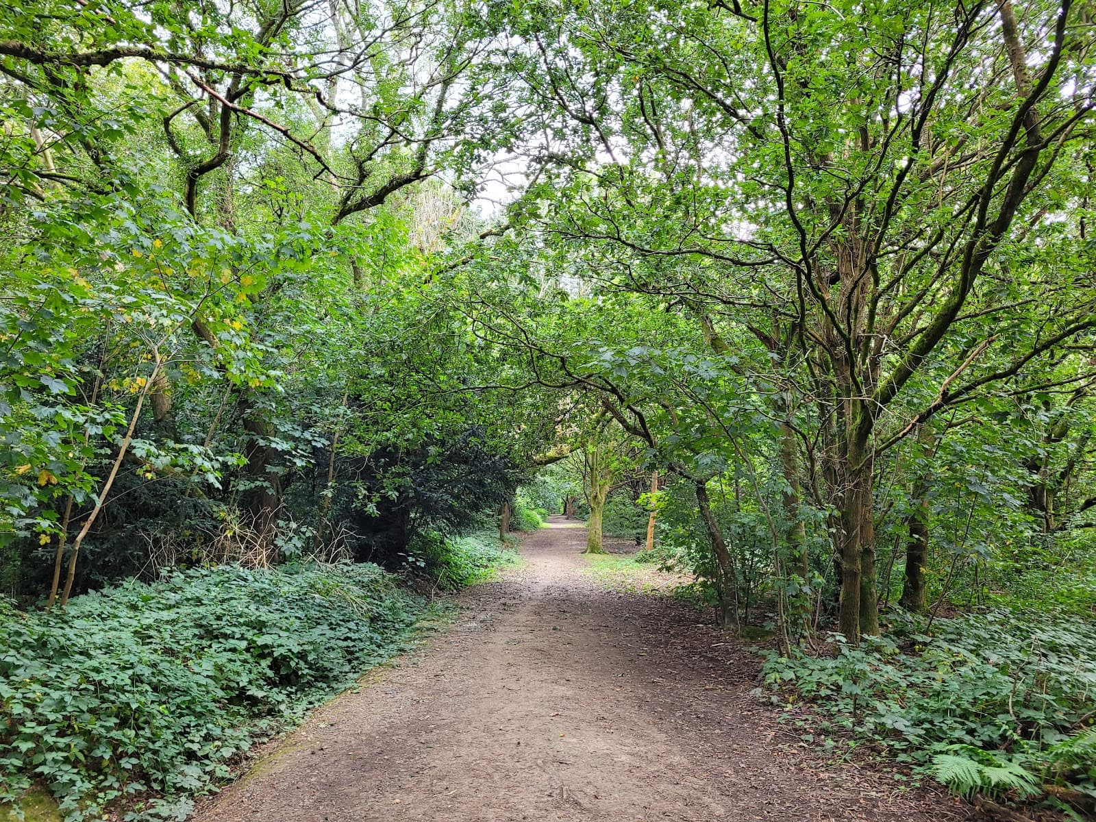 Rusthall Common - Image 1