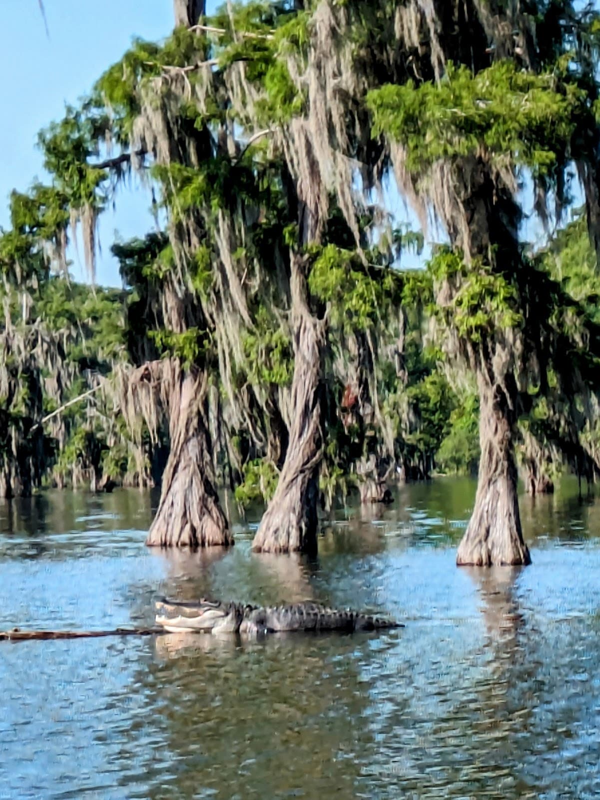 Lake Martin Rookery Viewpoint - Image 1