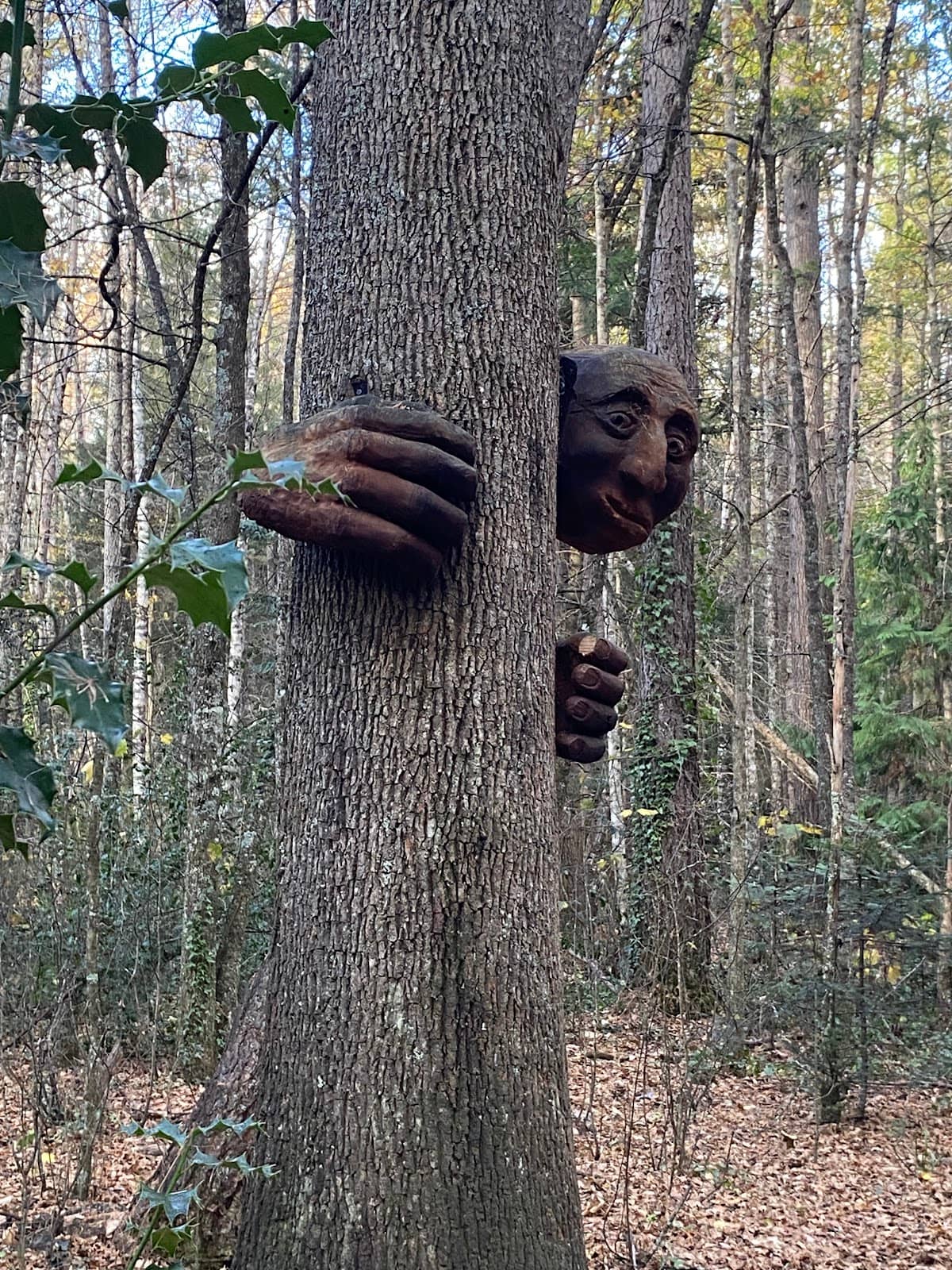 Hanmer Heritage Forest