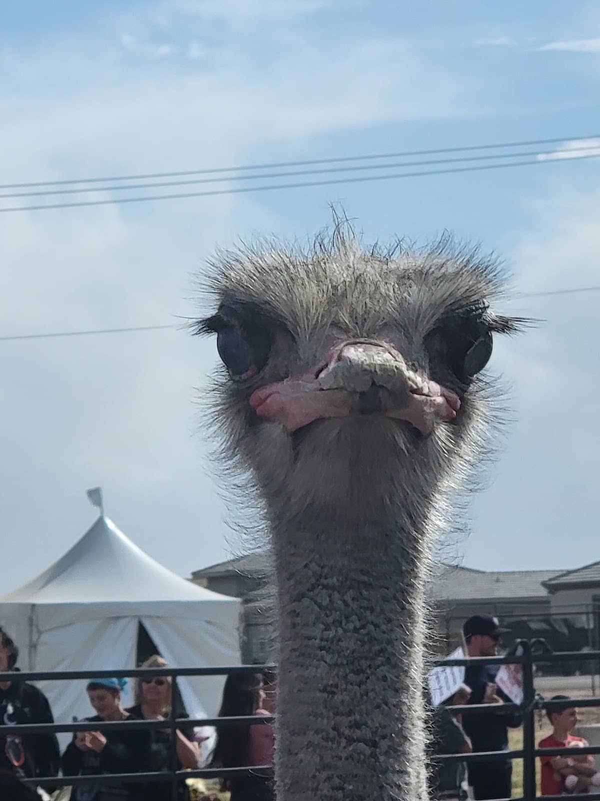 Antique Agricultural Equipment