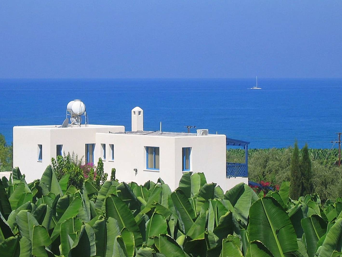 Tranquil Banana Tree Setting