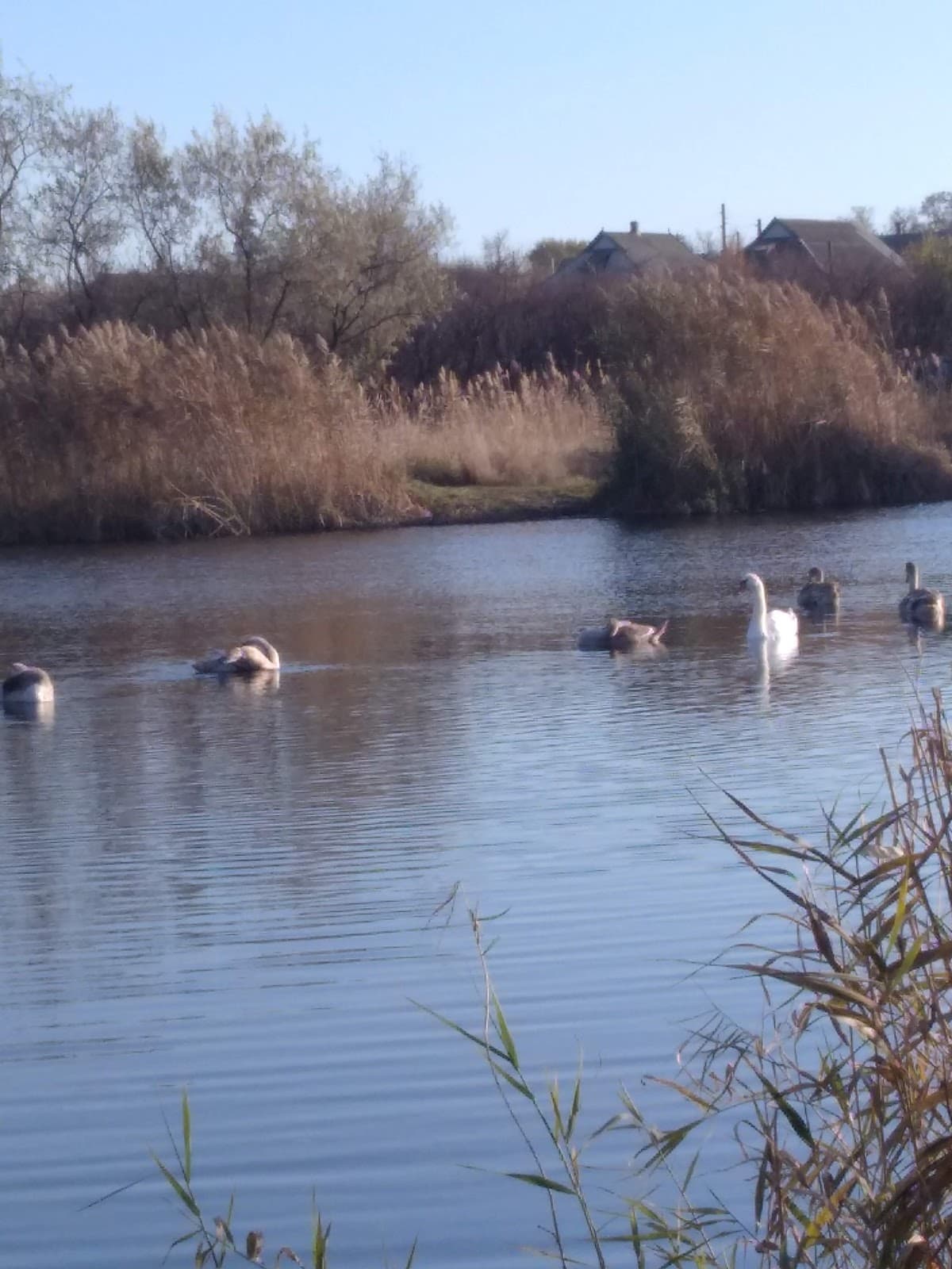 Petrovskyi District - Image 1