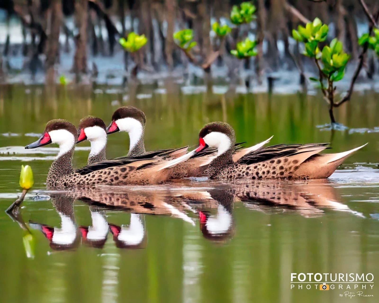 Boquerón Mangrove Channel - Image 1