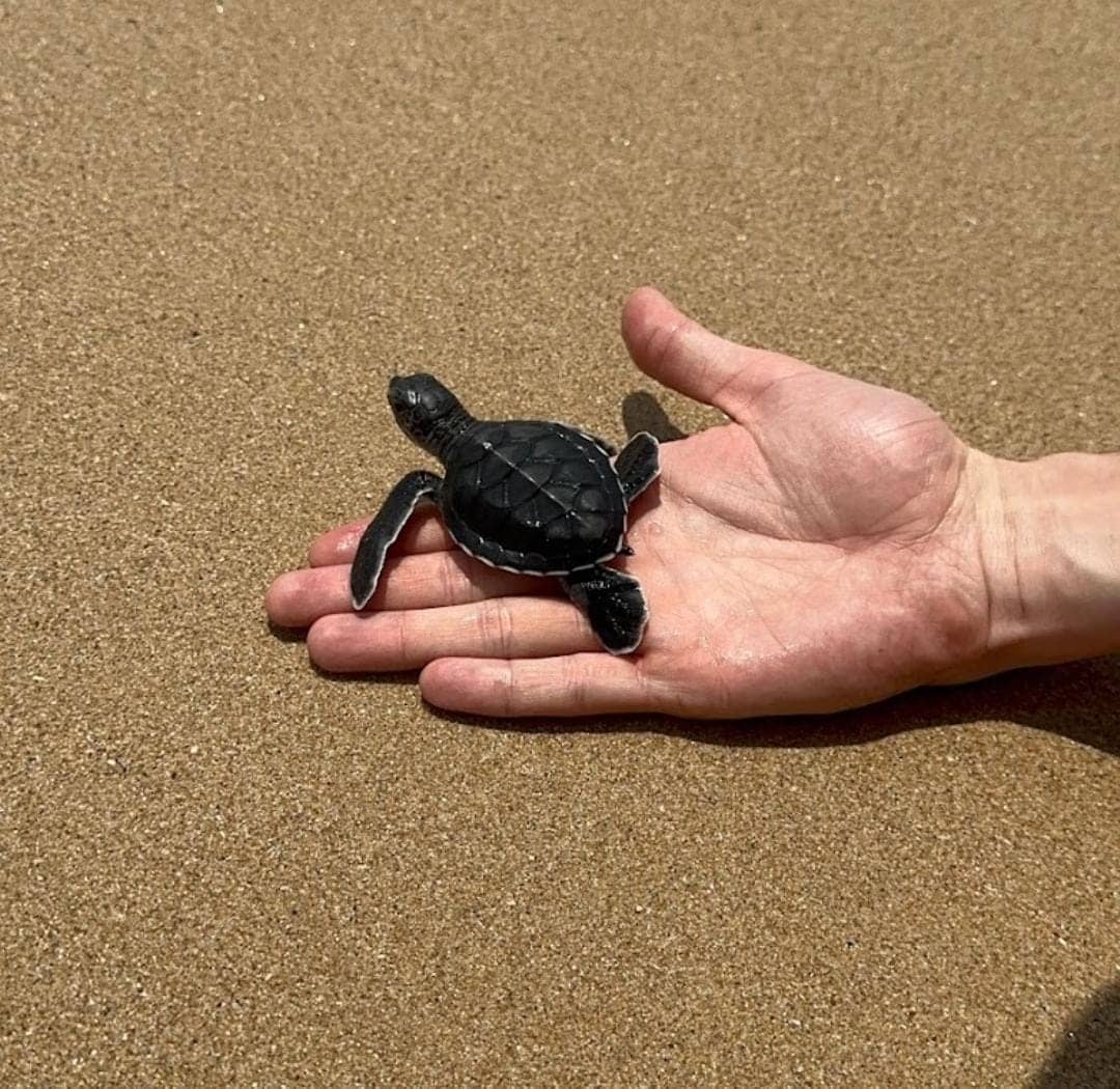 Rescued Turtle Sanctuary