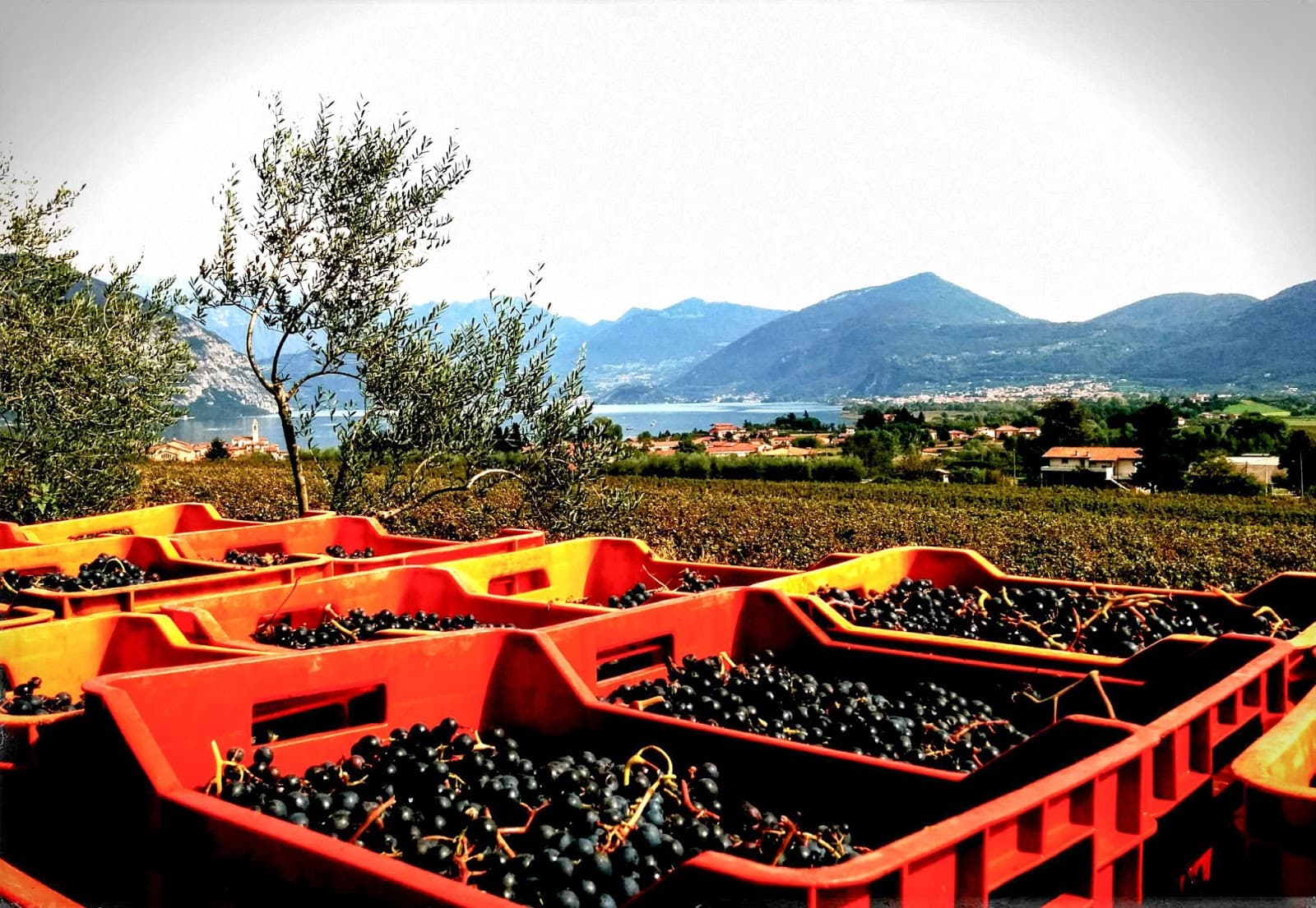 Franciacorta Wine Route - Image 1