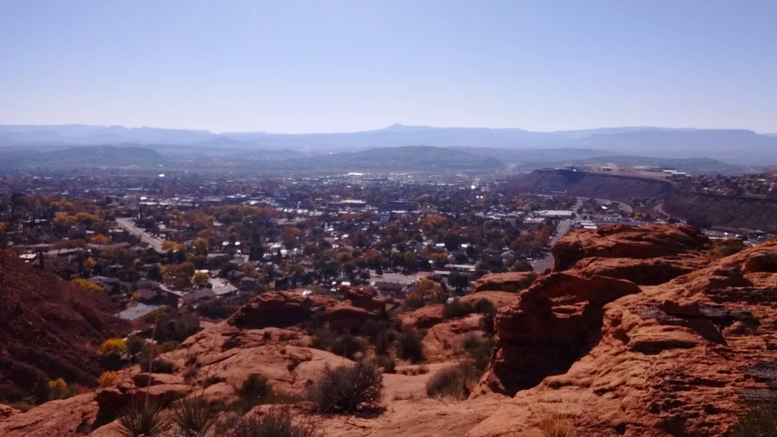 Desert Flora & Fauna