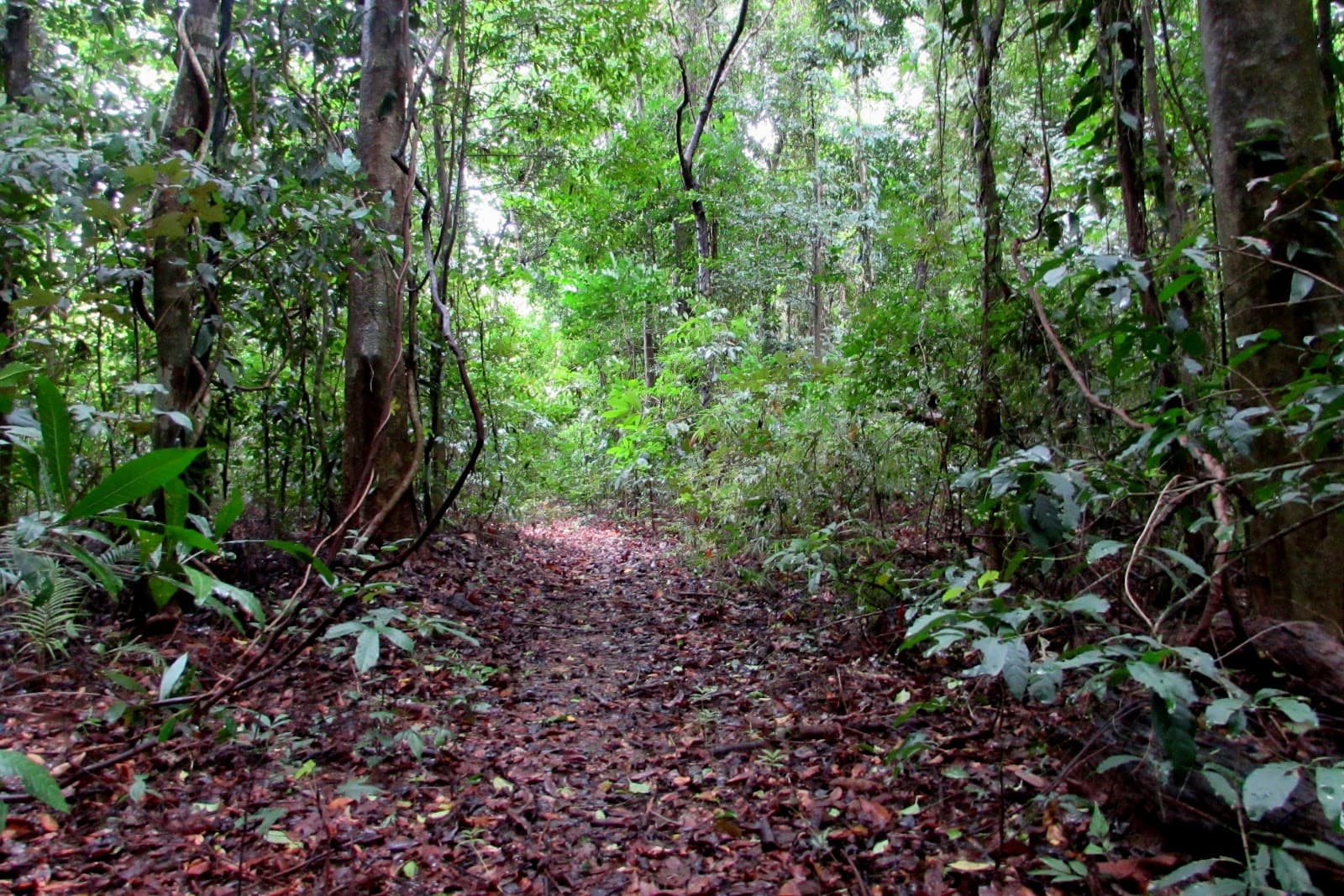 Ilanin Forest West Trails - Image 1